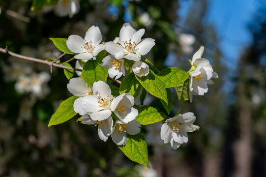 White flowers of celinda (Philadelphus coronarius) in the garden