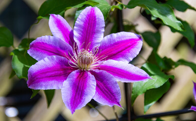 stripped Clematis flower in the garden blooming during spring