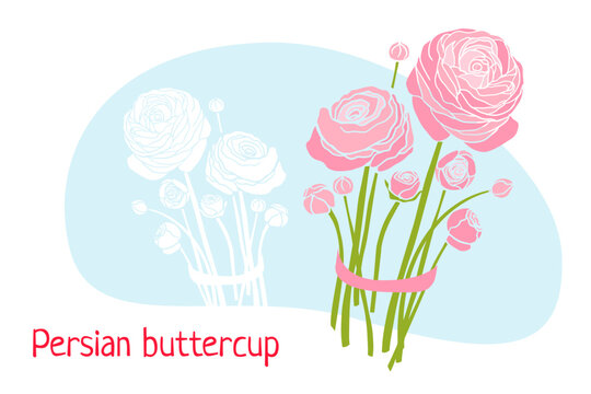 Persian buttercup. Spring flowers collection. Vector illustration isolated for seasons greeting postcard, poster, wedding invitation, web banner, spring sale advertising, gardening, holiday