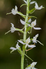 Orchid Inflorescence of Platanthera kuenkelei H.Baumann subsp. kuenkelei (Platanthera bifolia) San...