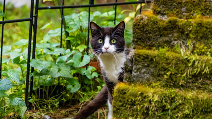 tuxedo black and white cat in the garden looking around the corner of bricks