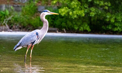 great blue heron standing in shallow lake water during summer morning