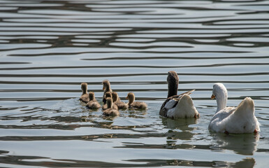 swans on the lake