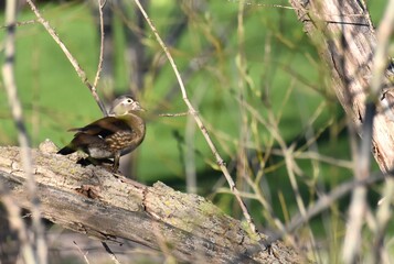 Wood Duck