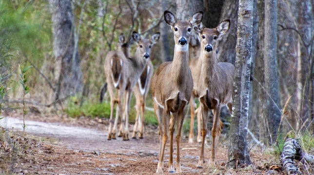 group of curious deer in the woods