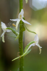 Orchid Inflorescence of Platanthera kuenkelei H.Baumann subsp. kuenkelei (Platanthera bifolia) San...