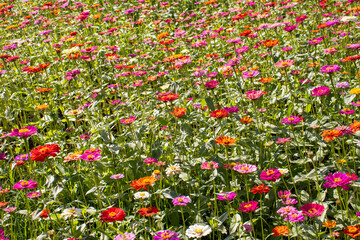 Fototapeta premium flowers in a meadow