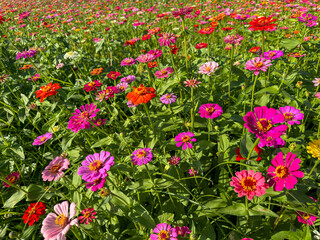 field of red and pink flowers