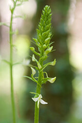 Orchid Inflorescence of Platanthera kuenkelei H.Baumann subsp. kuenkelei (Platanthera bifolia) San Leonardo. Macomer. Sardinia, Italy.