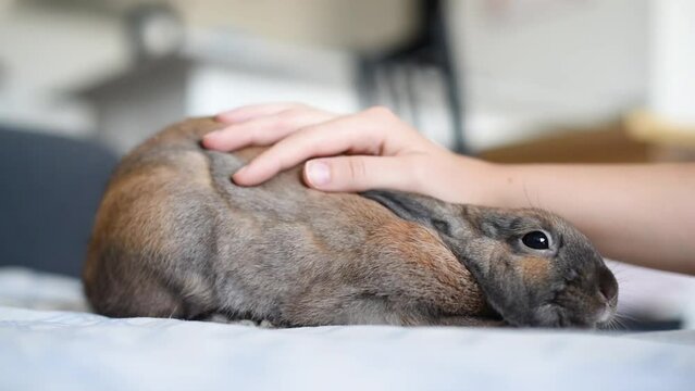 Detalle de una mano blanca acariciando a un adorable conejo neerland&eacute;s enano marr&oacute;n. Concepto de conejitos como mascota o animal dom&eacute;stico. 