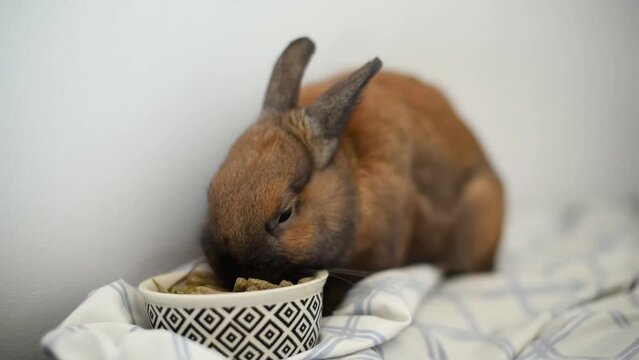 Adorable conejo Neerland&eacute;s enano comiendo pienso de un peque&ntilde;o cuenco. Concepto de conejito como mascota, animal dom&eacute;stico. Cuidados y alimentaci&oacute;n para roedores.