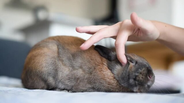 Detalle de una mano blanca acariciando a un adorable conejo neerlandés enano marrón. Concepto de conejitos como mascota o animal doméstico. 