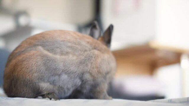 Detalle de un adorable conejo neerland&eacute;s enano marr&oacute;n sacando la lengua y respirando de manera acelerada. Concepto de conejitos como mascota o animal dom&eacute;stico. 