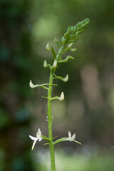  Orchid Inflorescence of Platanthera kuenkelei H.Baumann subsp. kuenkelei (Platanthera bifolia) San...