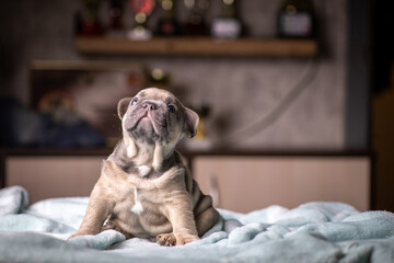 Portrait of a small purebred French bulldog puppy.