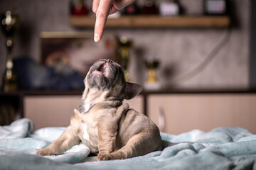 Portrait of a small purebred French bulldog puppy.