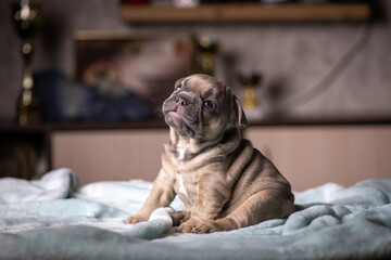 Portrait of a small purebred French bulldog puppy.