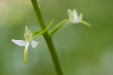  Orchid Inflorescence of Platanthera kuenkelei H.Baumann subsp. kuenkelei (Platanthera bifolia) San...