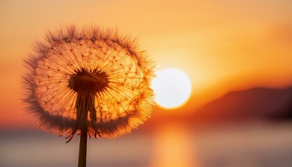 Evening Elegance: Dandelion Illuminated by Sunset Glow