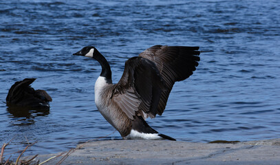 goose in flight