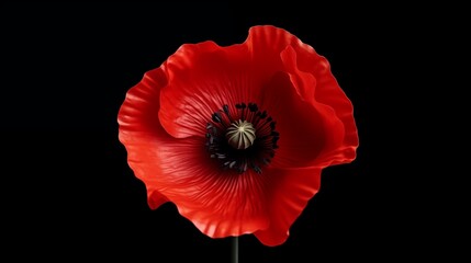 Red poppy flower on black background. Remembrance Day, Armistice Day, Anzac day symbol.