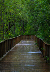 wooden bridge in the forest