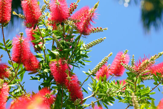 Branches of a blooming callistemon against the blue sky. Captures seasonal flowering cycle, pollinator-attracting urban greenery, and ornamental landscape biodiversity in warm climate environments.