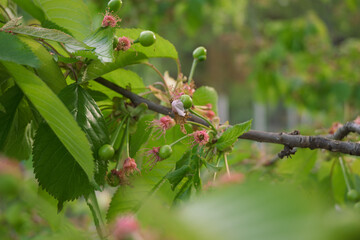 Green unripe cherry fruits grow on a tree with fresh green leaves.