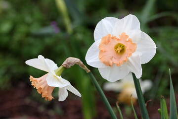 Narcissus tazetta (paperwhite, bunch-flowered narcissus, bunch-flowered daffodil) flowers