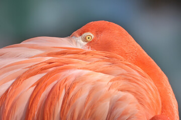 pink flamingo bird with bright feathering