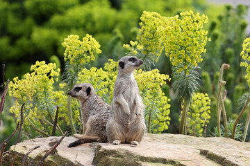 two funny Meerkats in natural habitat