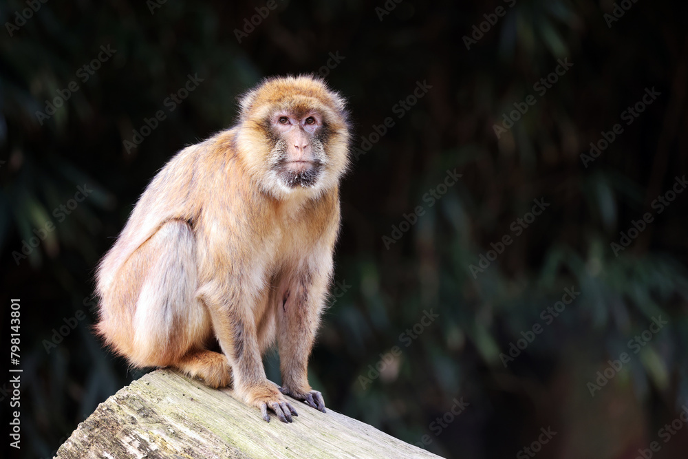 Sticker barbary macaque (macaca sylvanus) ape on tree trunk