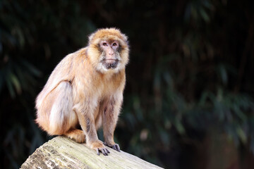 Barbary macaque (Macaca sylvanus) ape on tree trunk