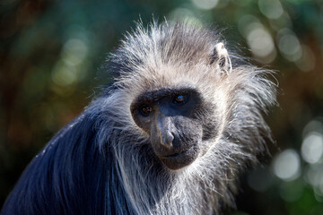 The king colobus (Colobus polykomos), also known as the western black-and-white colobus