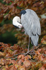 Grey Heron (Ardea cinerea) bird in autumn park