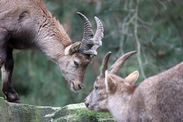 Alpine Ibex (capra ibex) cute animal