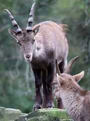 Alpine Ibex (capra ibex) cute animal