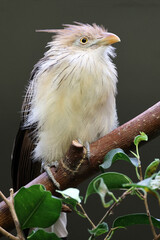 guira cuckoo (Guira guira) bird on branch