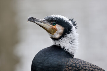 The great cormorant (Phalacrocorax carbo) on blurred background