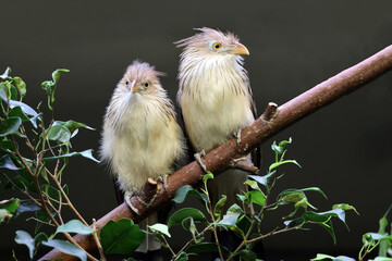 two guira cuckoo (Guira guira) birds on branch