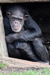 chimpanzee (Pan troglodytes) in natural habitat