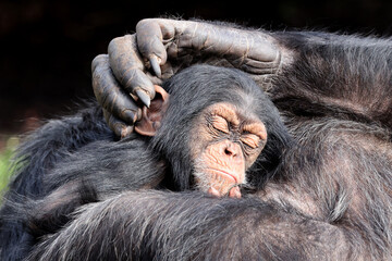 Baby chimpanzee (Pan troglodytes) and parent in natural habitat