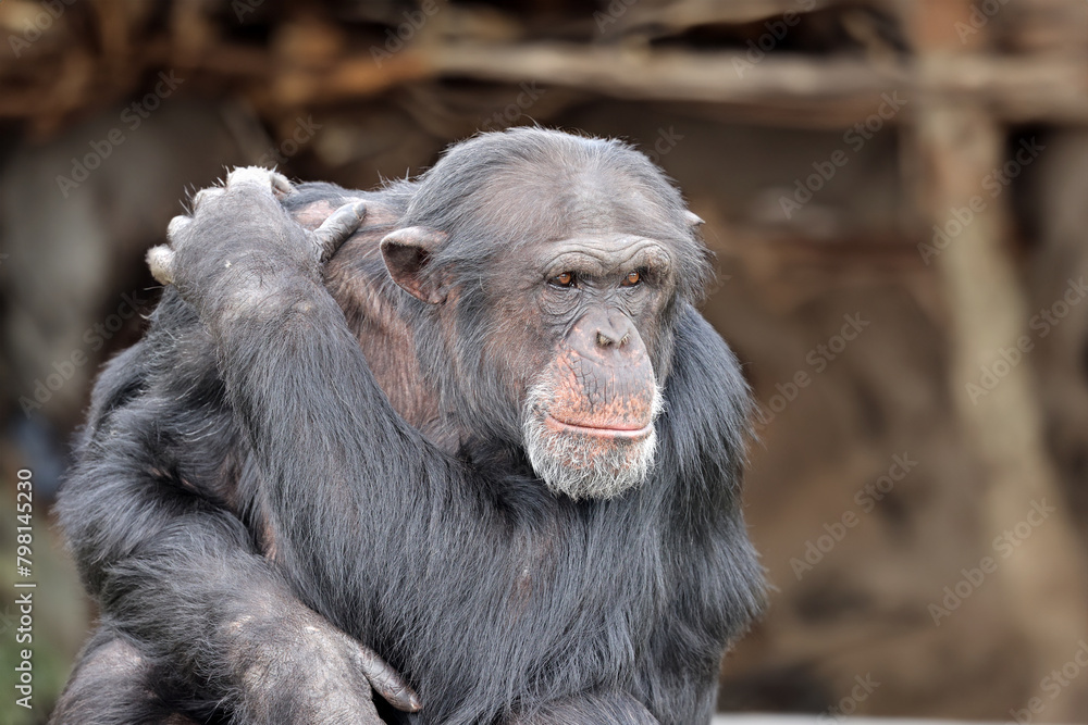 Wall mural chimpanzee (pan troglodytes) in natural habitat