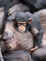 Baby chimpanzee (Pan troglodytes) and parent in natural habitat