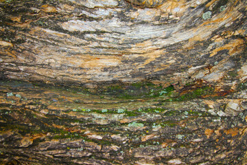 bark of a tree. tree trunk texture. tree bark texture.