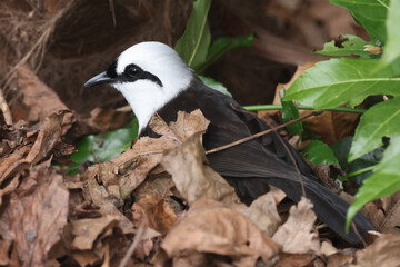 Garrulax bicolor bird in dry leaves in forest 