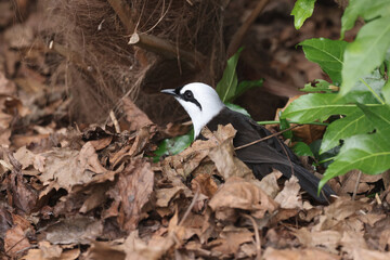 Garrulax bicolor bird in dry leaves in forest 