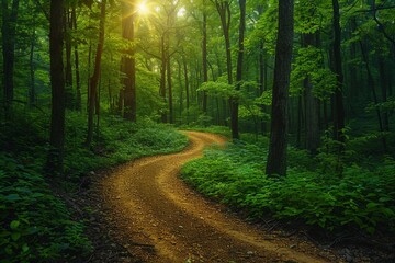 Fototapeta premium Dirt Road Cutting Through Forest