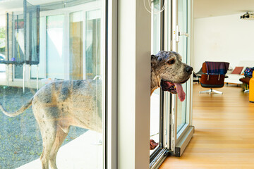 A giant German breed, Great Dane dog with tongue out peeks into the interior of a house from the terrace without entering
