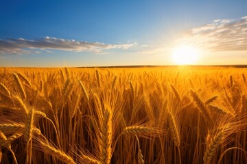 a field of wheat with the sun shining through
